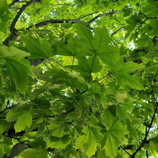 Acer pseudoplatanus Frunză