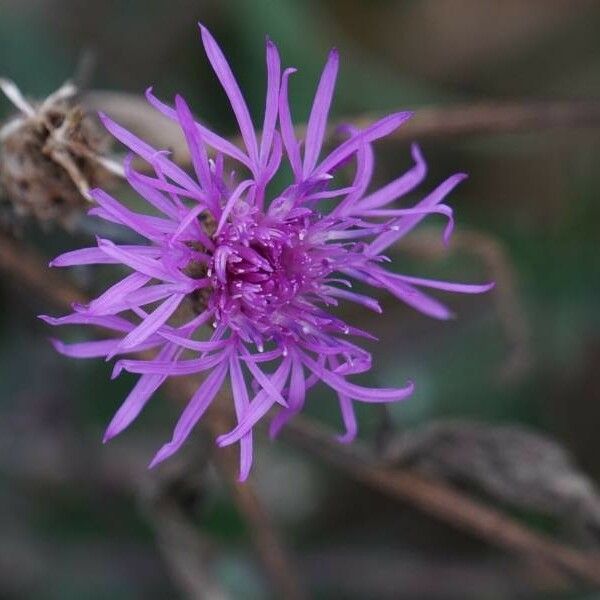 Centaurea nigra Květ