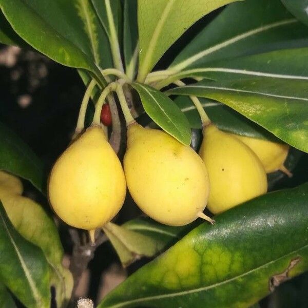 Pittosporum tobira Fruit