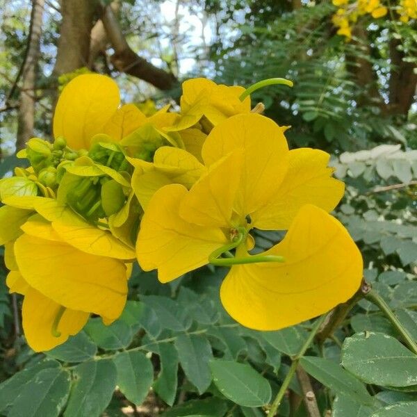 Senna spectabilis Blomst