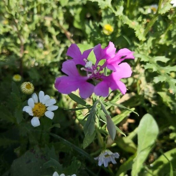 Clarkia pulchella Fleur