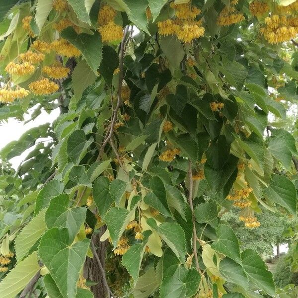 Tilia miqueliana Foglia