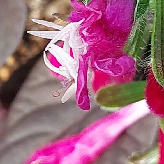 Salvia buchananii Žiedas