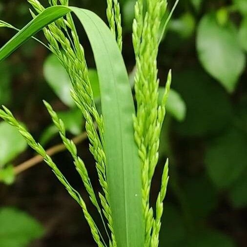 Poa trivialis പുഷ്പം