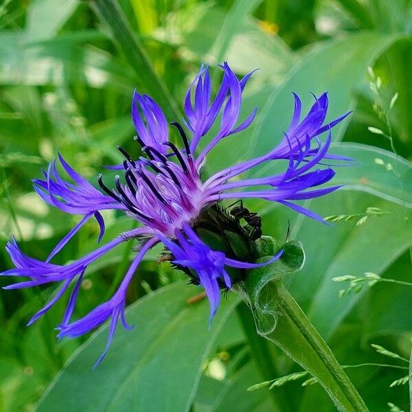 Centaurea montana Цвят