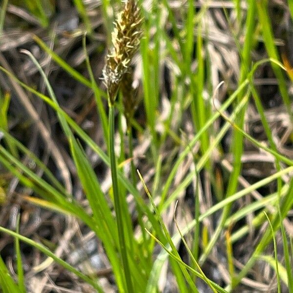 Carex disticha Žiedas