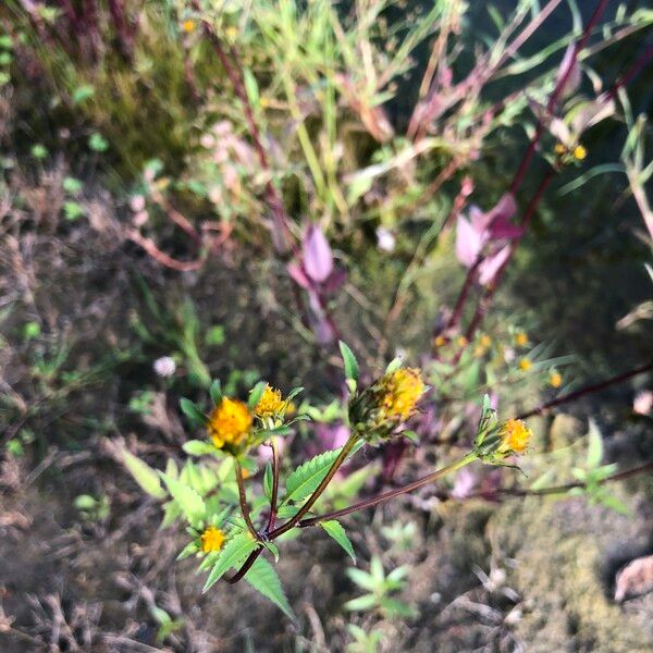 Bidens frondosa Fiore