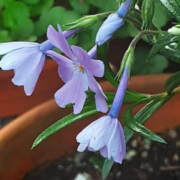 Phlox subulata Flower