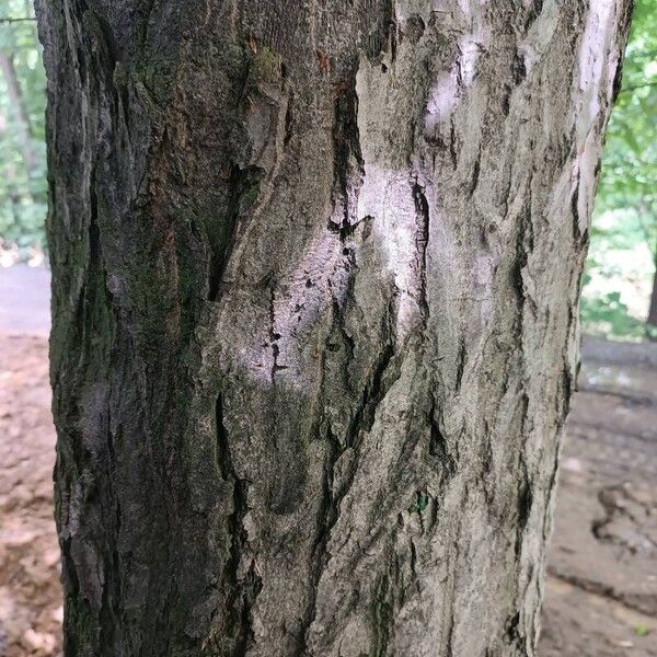 Carpinus caroliniana Кора