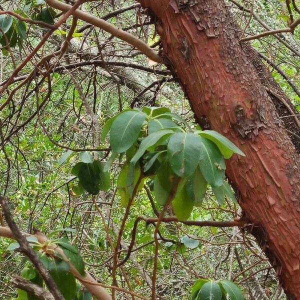 Arbutus menziesii Φύλλο