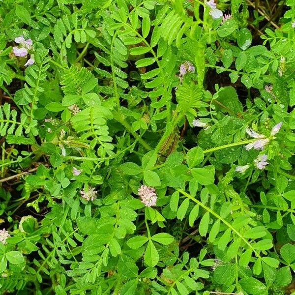 Astragalus pelecinus Leaf