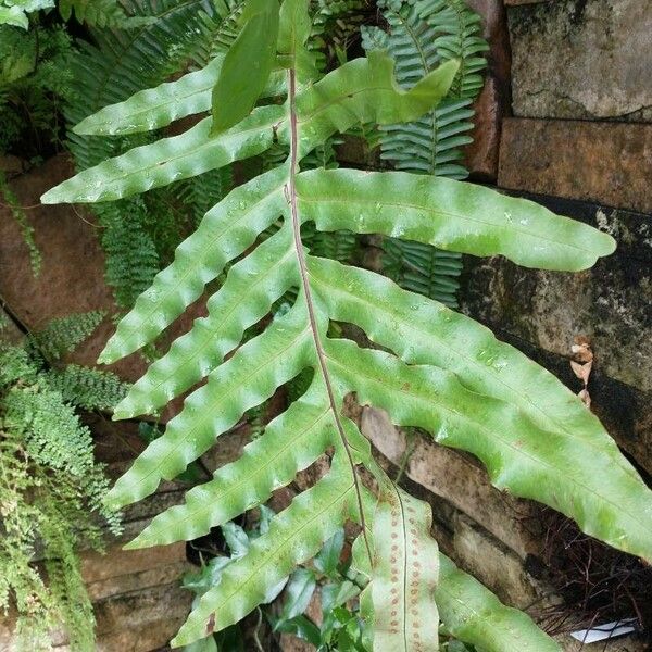 Phlebodium decumanum 葉