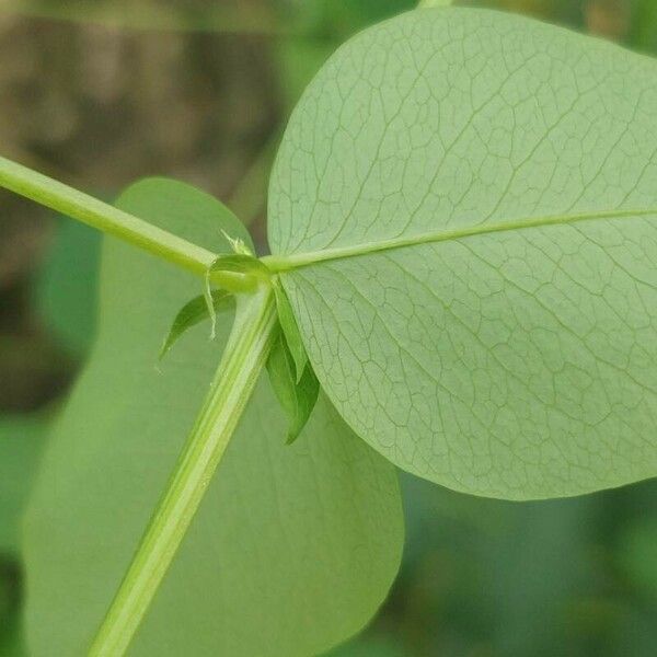 Vicia pisiformis Leaf