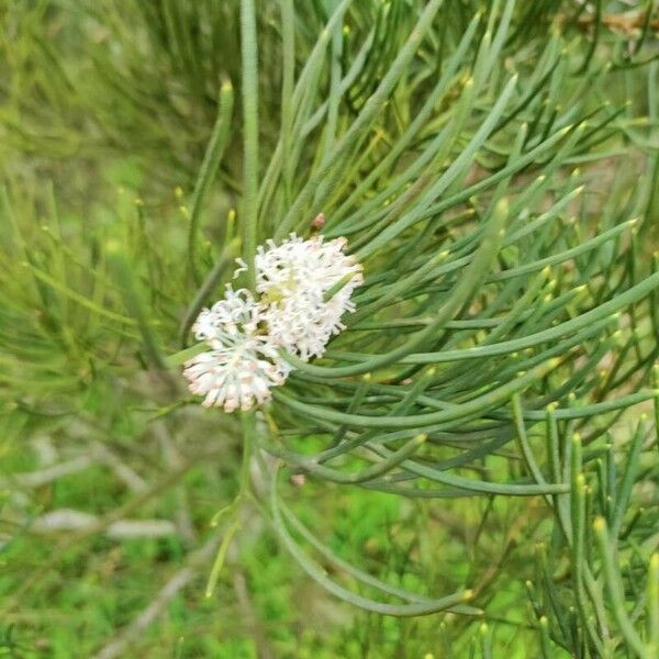 Hakea drupacea ᱵᱟᱦᱟ