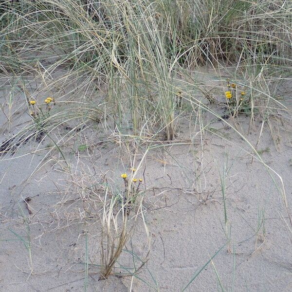 Tussilago farfara Otro