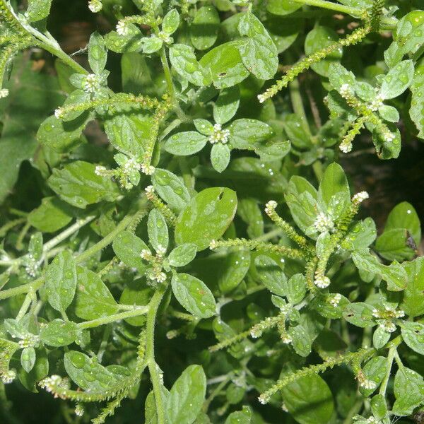 Euploca procumbens Συνήθη χαρακτηριστικά