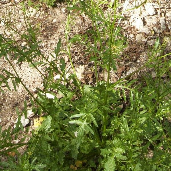 Rorippa palustris موطن