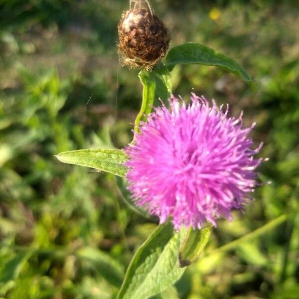 Centaurea nigra 花