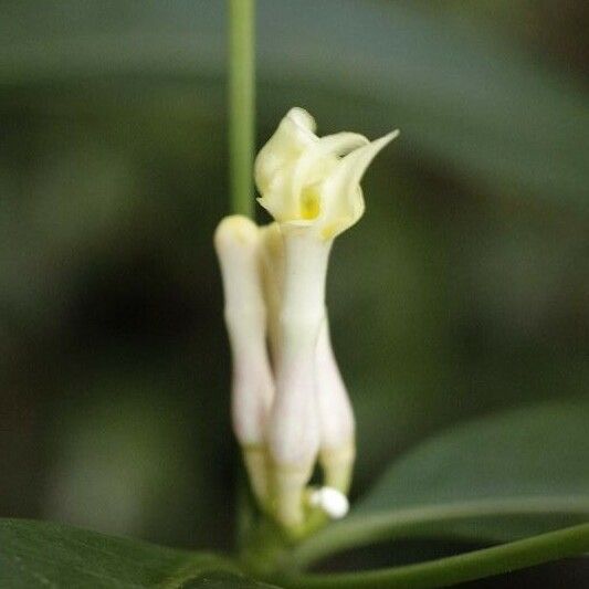 Tabernaemontana disticha Flower