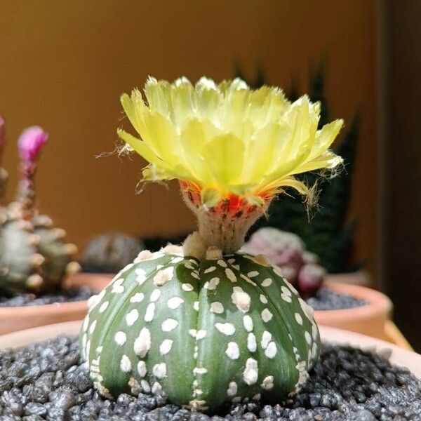 Astrophytum asterias ഇല