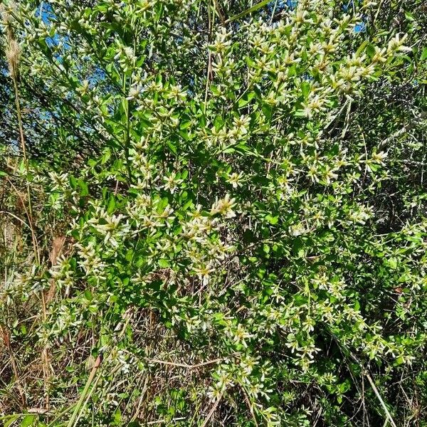 Baccharis halimifolia Flower