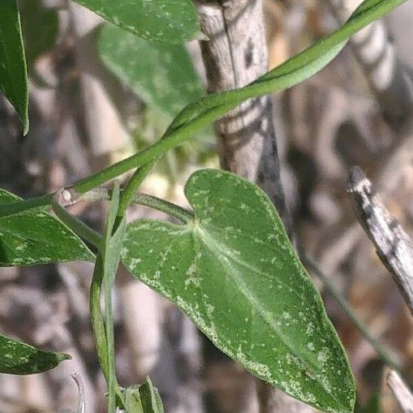 Funastrum cynanchoides Deilen