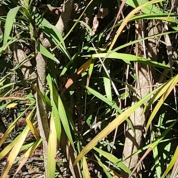 Cordyline stricta Cortiza