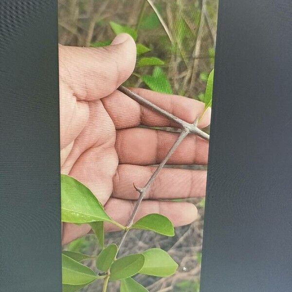 Pisonia aculeata Bark