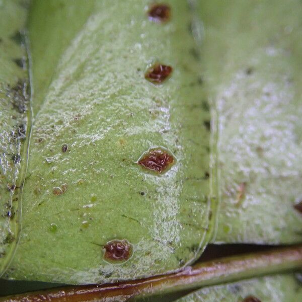 Didymochlaena truncatula Leaf