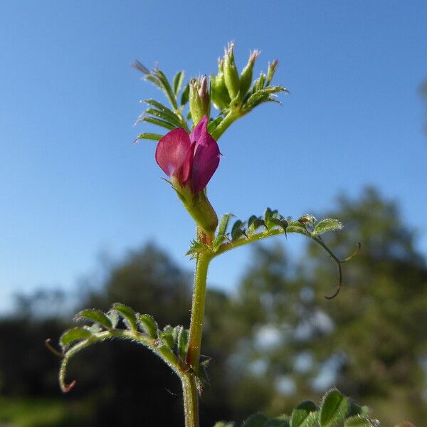 Vicia sativa Kaarna