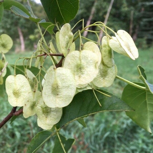 Ptelea trifoliata Плод