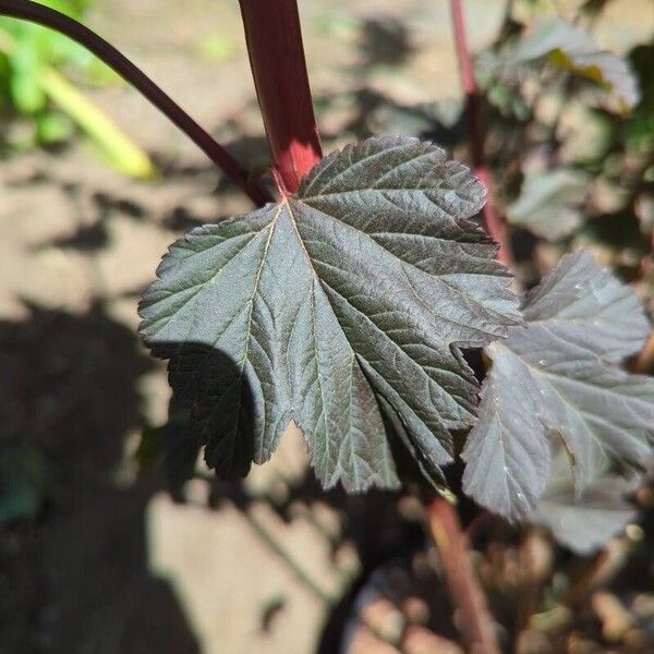 Physocarpus opulifolius Folla