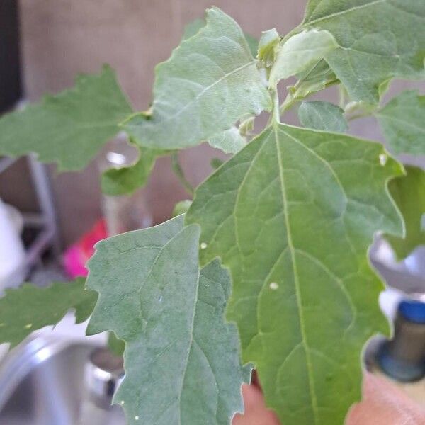 Chenopodium quinoa Ліст