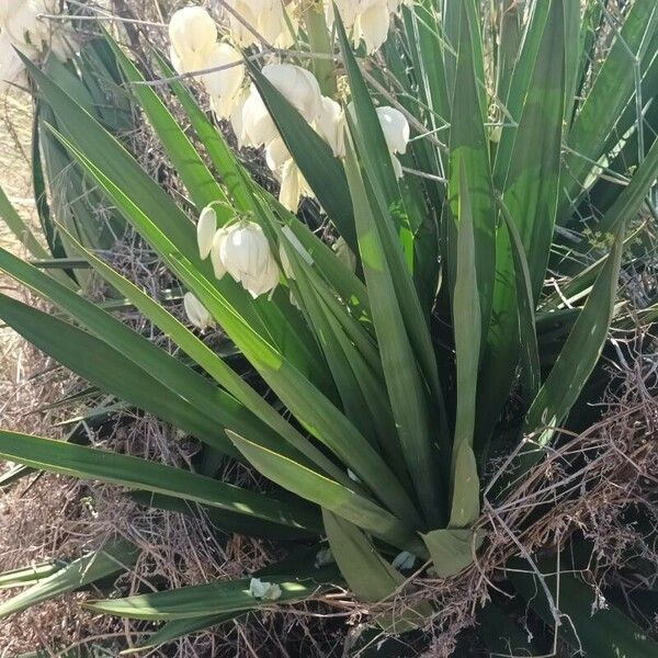 Yucca gloriosa 葉