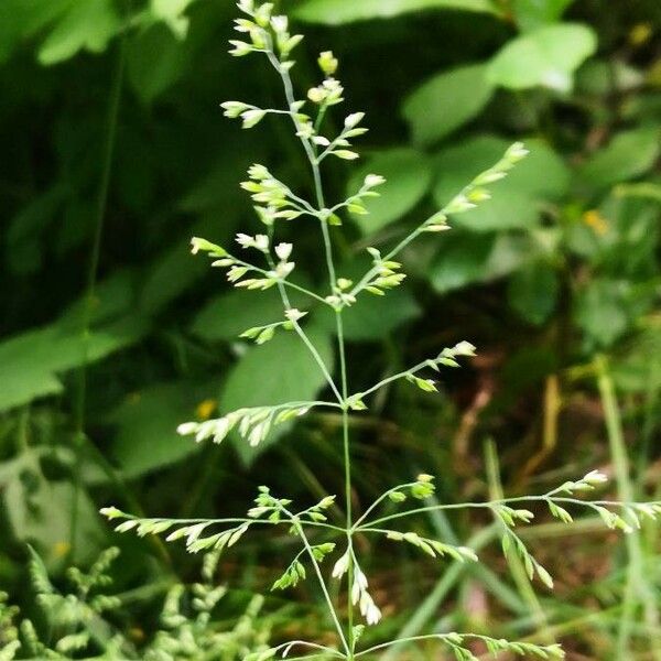 Poa trivialis ফুল