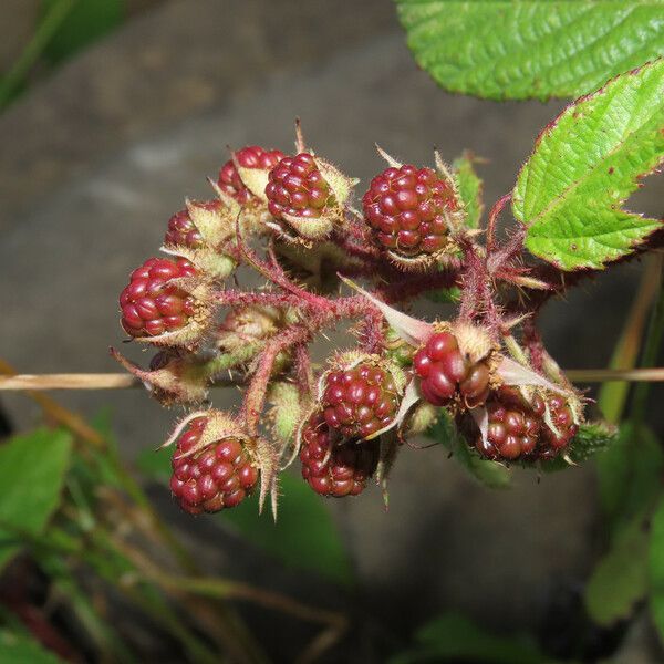 Rubus hirtus ഫലം