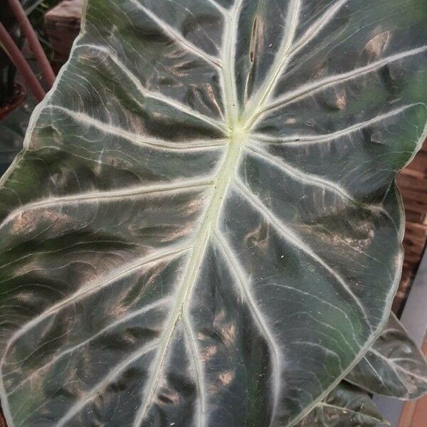 Alocasia longiloba ᱥᱟᱠᱟᱢ