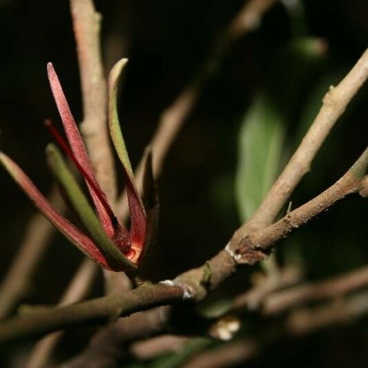 Ryania speciosa Flower