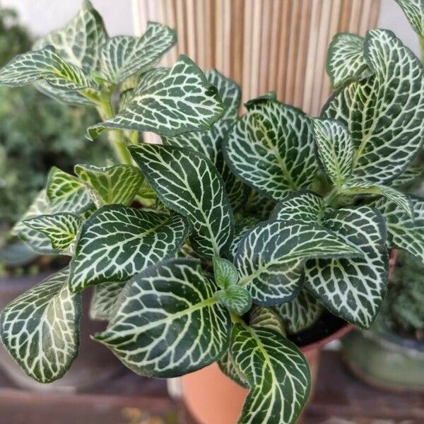 Fittonia albivenis Lapas