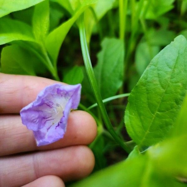 Ruellia strepens Flower