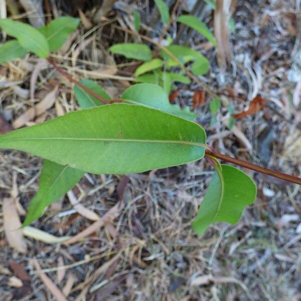 Corymbia citriodora Lehti