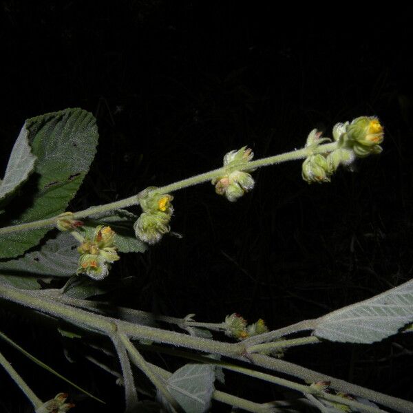 Waltheria indica Yeri