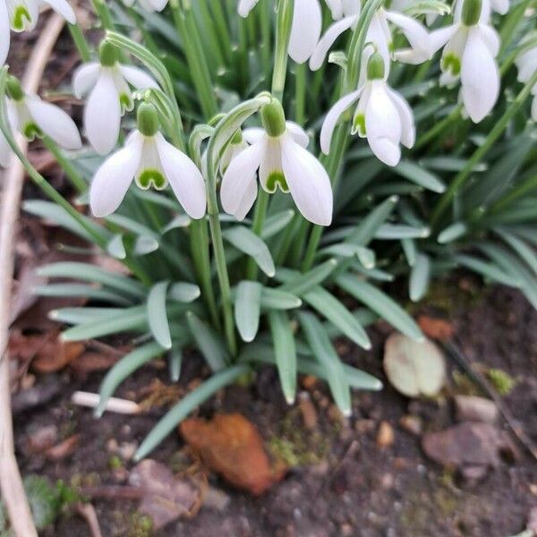 Galanthus plicatus Folio