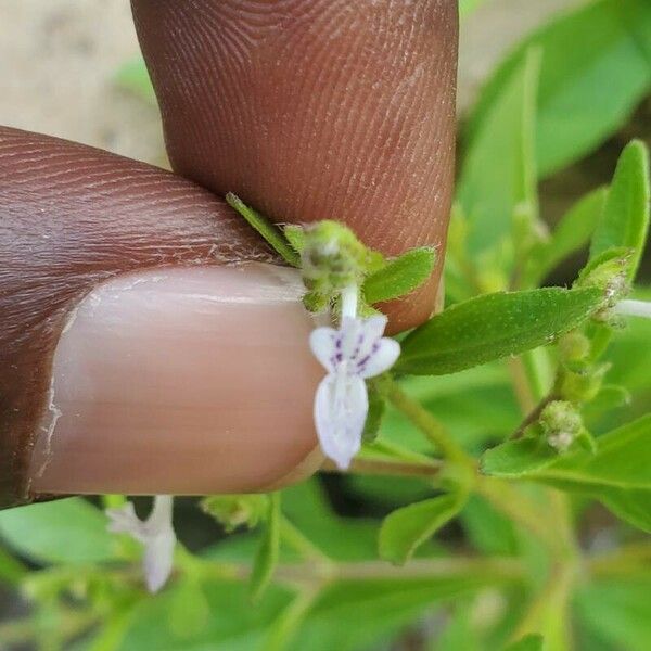 Aeollanthus suaveolens Blomma