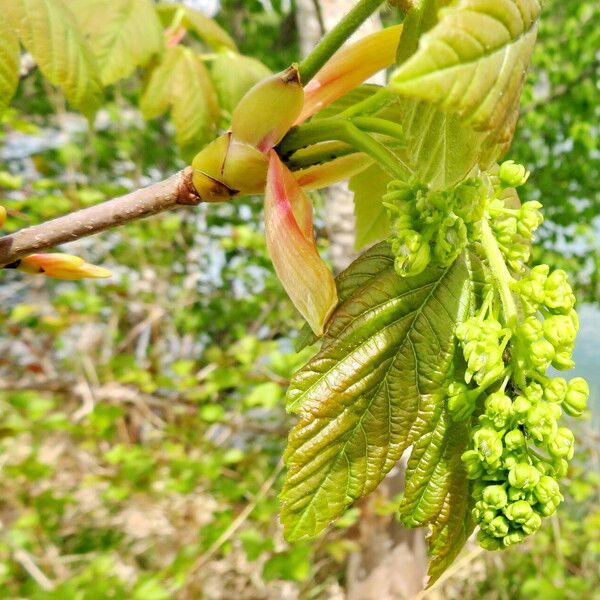 Acer pseudoplatanus Floare