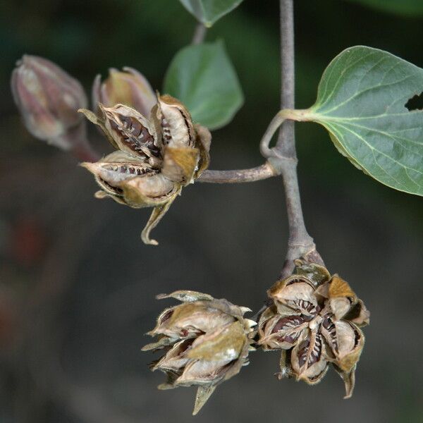 Hibiscus tiliaceus 果實