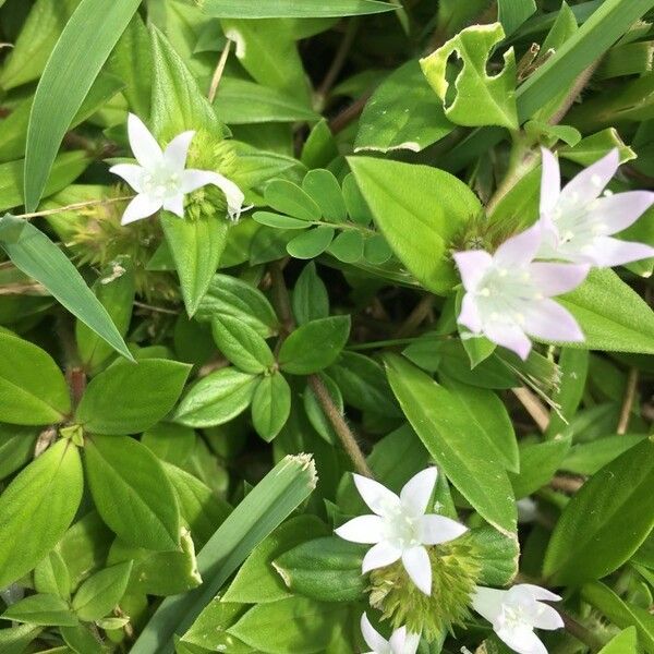 Richardia scabra Blüte