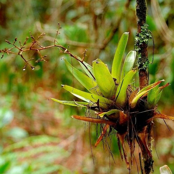 Guzmania plumieri Feuille