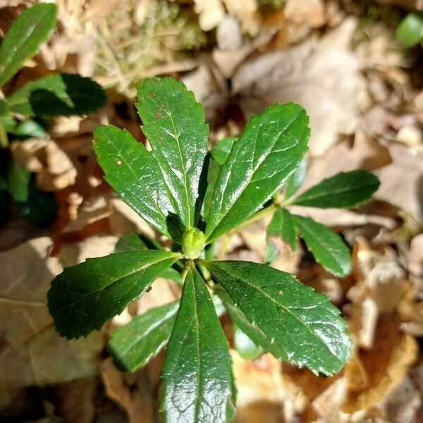 Chimaphila umbellata Листок