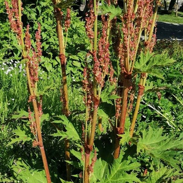 Rheum palmatum Blad